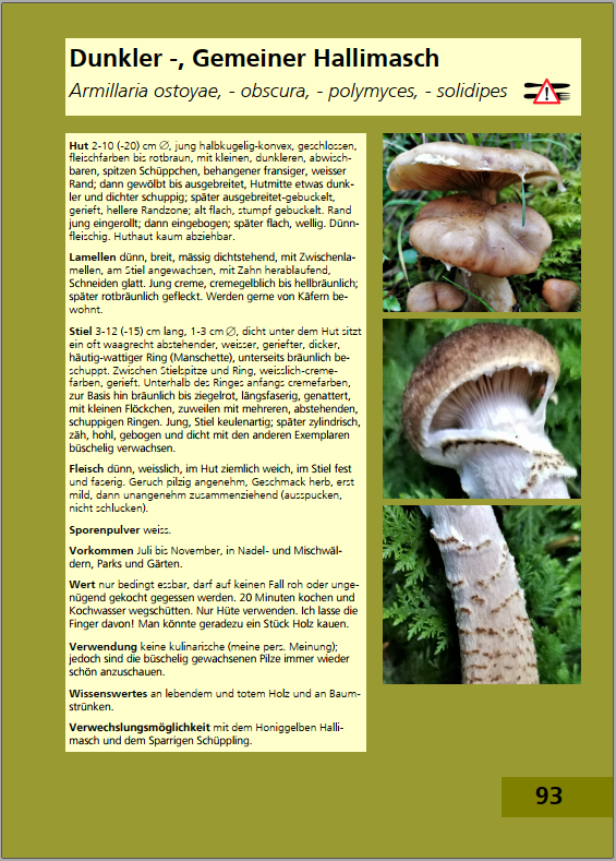 Rückseite des Pilzbuchs
