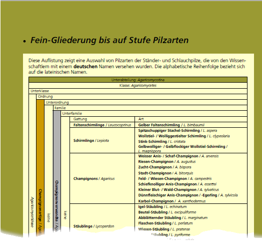 Beispielseite zur Ordnungs-Systematik