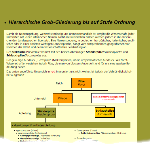 Beispielseite 5 aus dem Pilzbuch