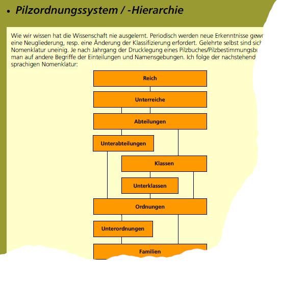 Beispielseite 11 aus dem Pilzbuch